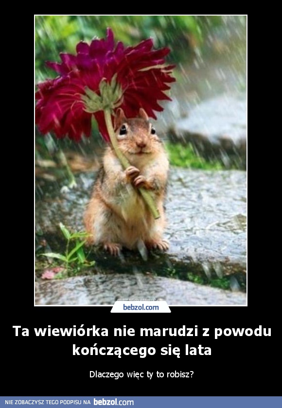 Ta wiewiórka nie marudzi z powodu kończącego się lata