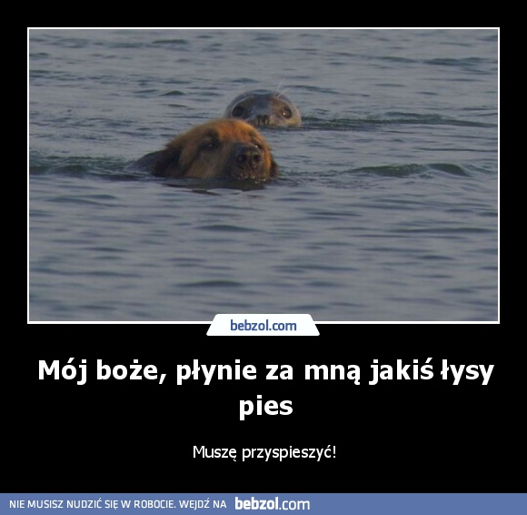 Mój boże, płynie za mną jakiś łysy pies