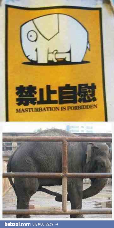 No ale, że słoń też to robi?! Serio?