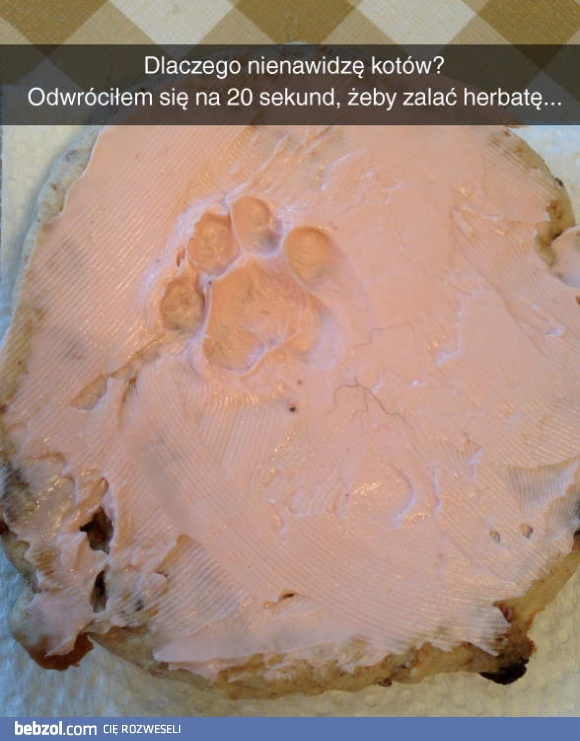 Dlaczego nienawidzę kotów?