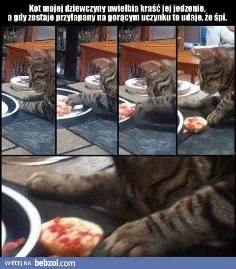 Kot mojej dziewczyny