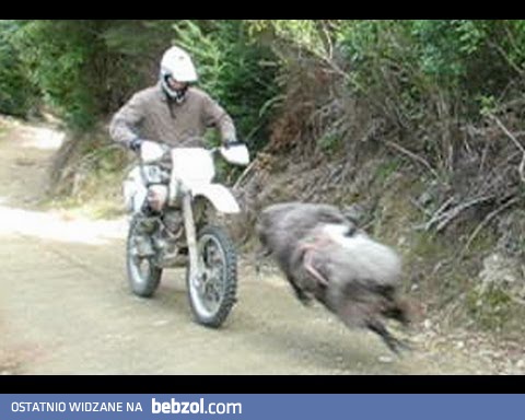 Baran vs motocyklista