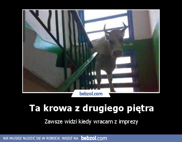Ta krowa z drugiego piętra