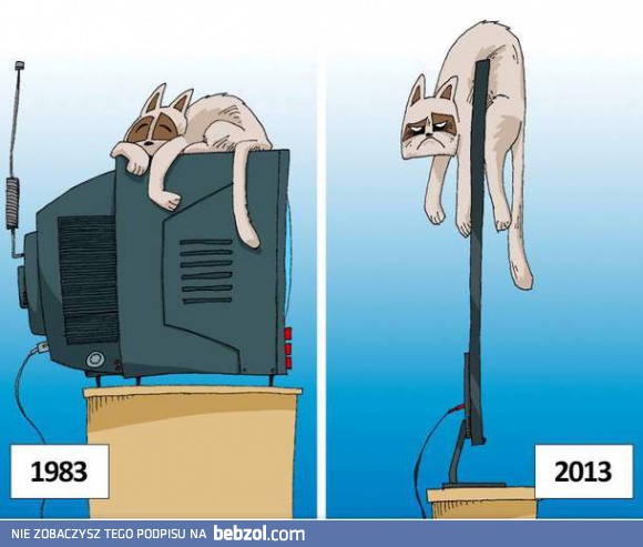 Kocie życie jest ciężkie w XXI wieku