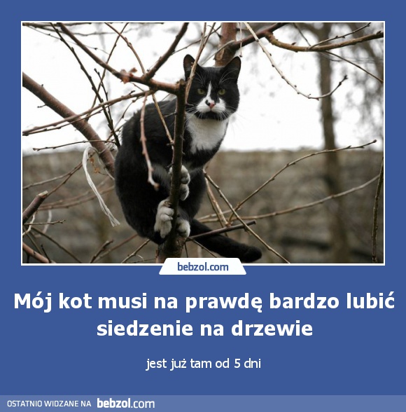 Mój kot musi na prawdę bardzo lubić siedzenie na drzewie