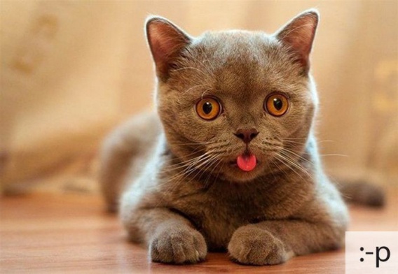 Śmieszne koty i ich różne emocje (11 zdjęć)