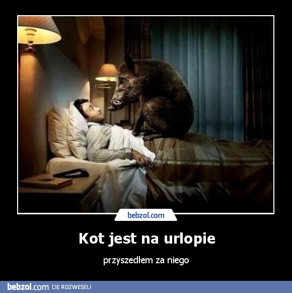 Kot jest na urlopie