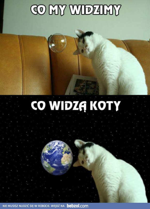 Co widzi człowiek, co widzi kot