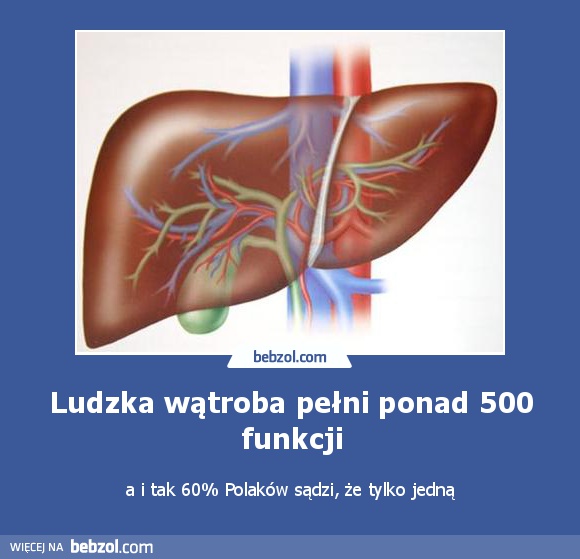 Ludzka wątroba pełni ponad 500 funkcji