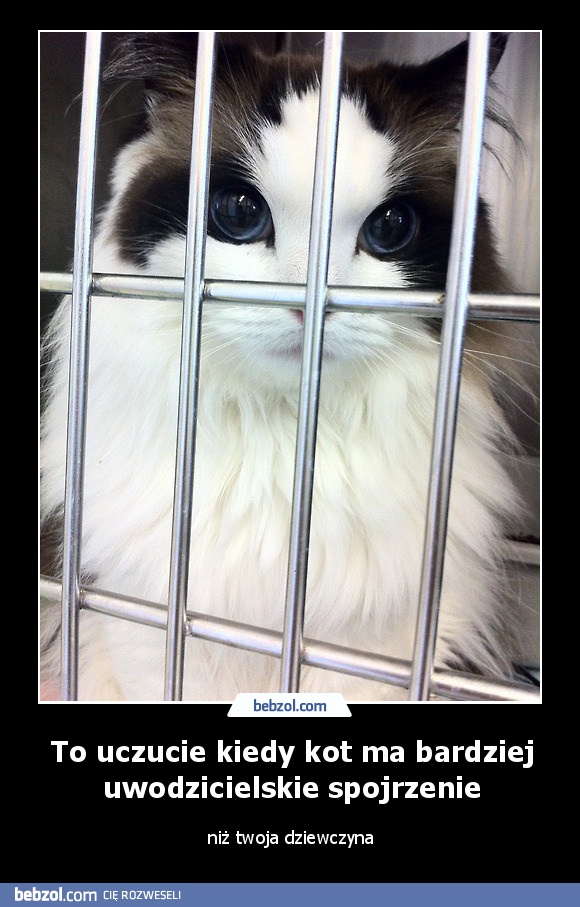 To uczucie kiedy kot ma bardziej uwodzicielskie spojrzenie