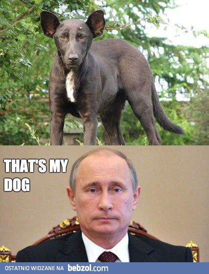 Pies Władimira