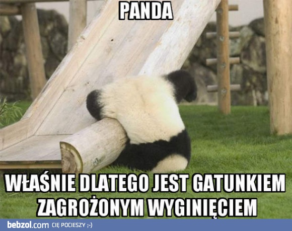 Panda - gatunek zagrożony