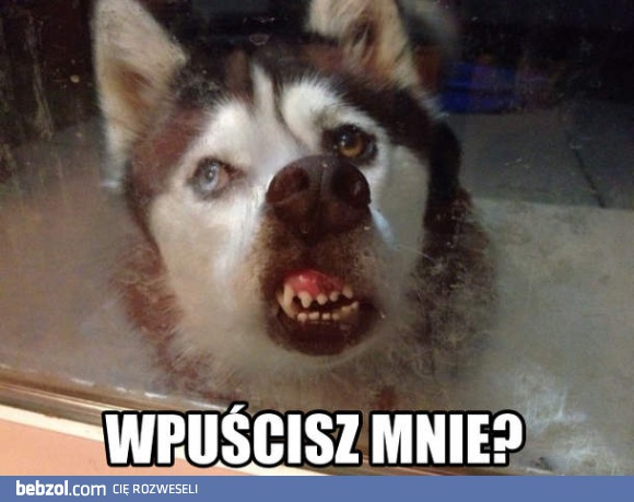 Mój pies gdy gotuję obiad