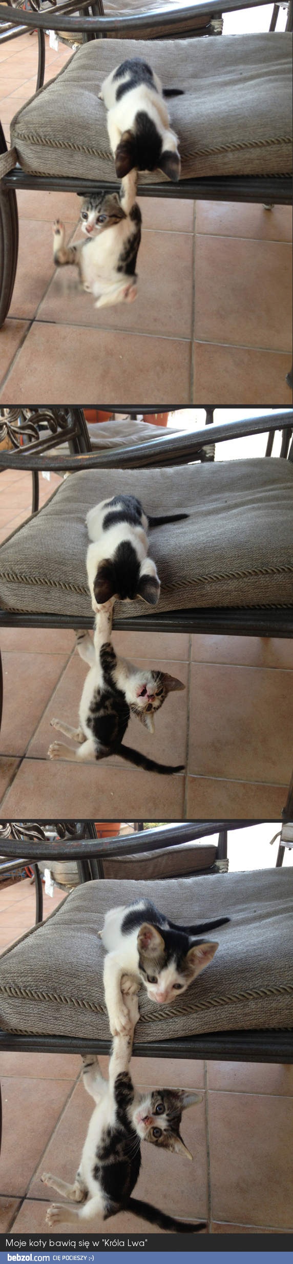 Moje koty bawią się w 