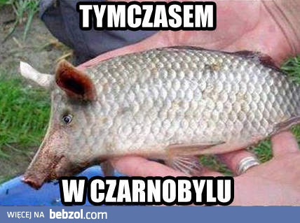 Tymczasem w Czarnobylu