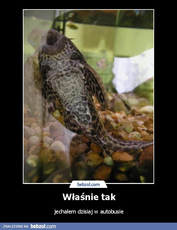 Właśnie tak