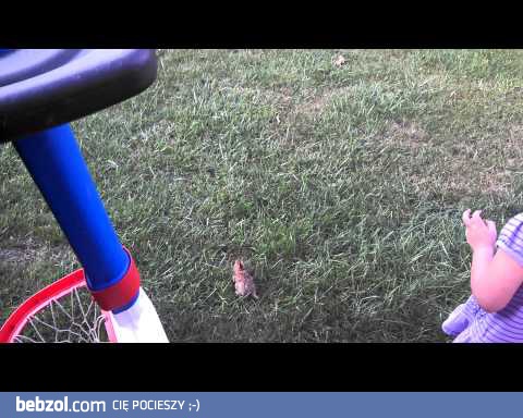 To się króliczek nakicał 