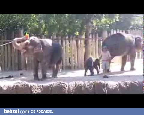 słoń czyszczący głowę miotłą- prawdziwy czyścioch! 