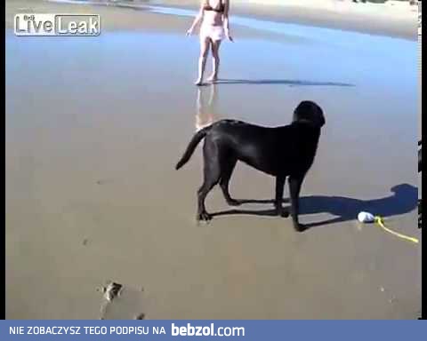 Pies pierdzi wodą, gdy szczeka