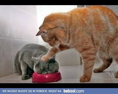 Zwierzęta też potrafią być chamskie.