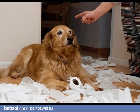 A jak wygląda Twój pies, kiedy coś zbroi?