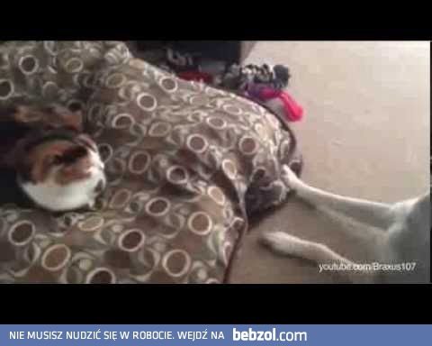 Koty - złodzieje psich legowisk