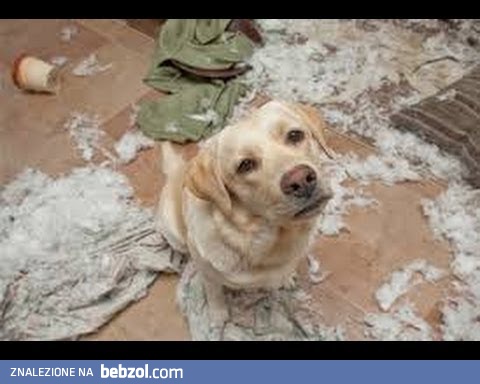 Kolejna kompilacja psów, które nabroiły