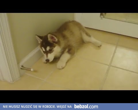 Szczeniaki vs stopery do drzwi