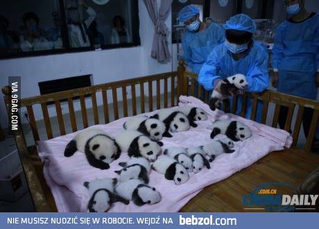 .... a tu cały żłobek już gotowych ....:)