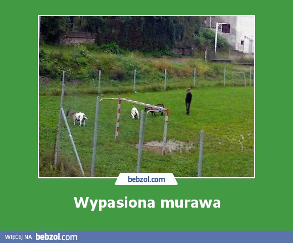 Wypasiona murawa