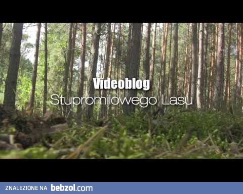 Video Blog Stupromilowego Lasu