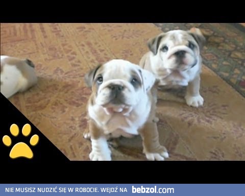 Kompilacja śmiesznych buldogów