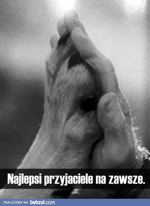 Najlepsi przyjaciele na zawsze