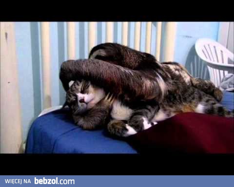 Prawdziwa przyjaźń bez względu na gatunek