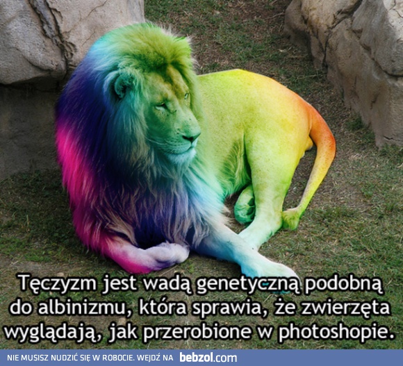 Tęczyzm - straszna choroba zwierząt