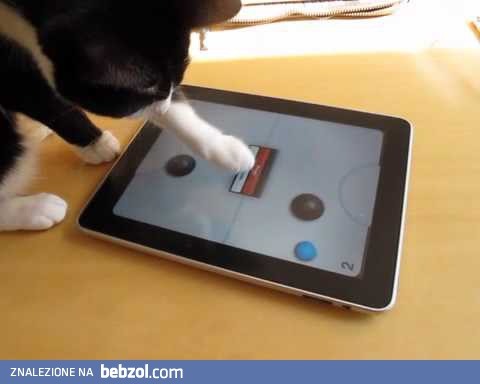 Kot poznaje iPada