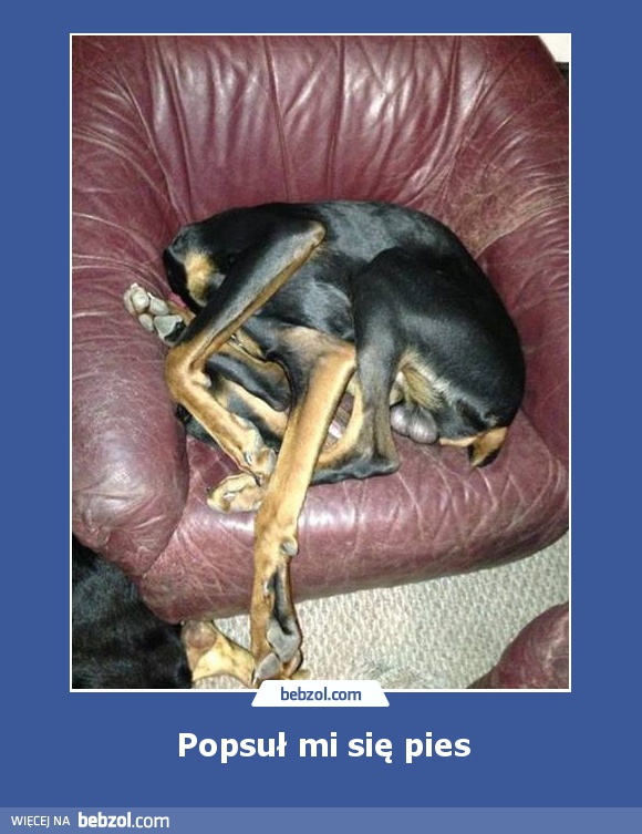 Popsuł mi się pies