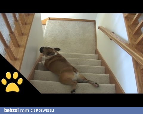 Bardzo leniwy pies