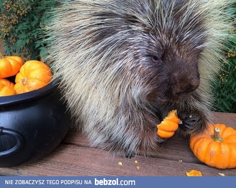 Słodki urson delektuje się dyniami