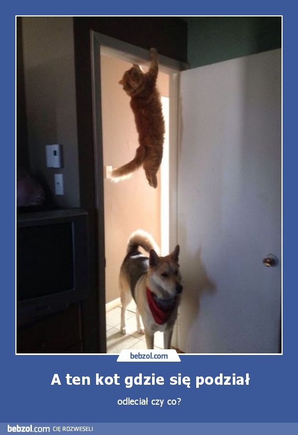 A ten kot gdzie się podział