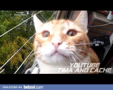 zombie cat  - The session information exchange