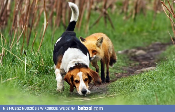 Najgorszy pies myśliwski na świecie