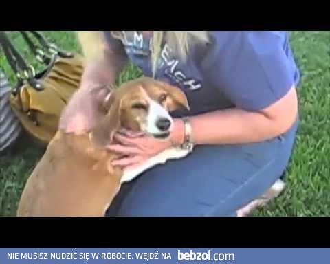 Bardzo stęskniony pies