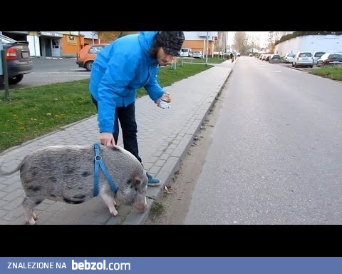 Świnia Marlon w wielkim mieście