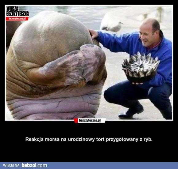Reakcja morsa na tort z ryb