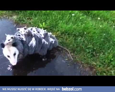 Pani oposowa zabiera dzieci na wycieczkę