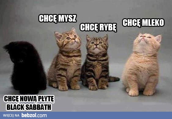 O czym myślą małe kotki?