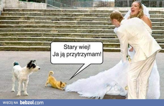 Prawdziwy przyjaciel człowieka