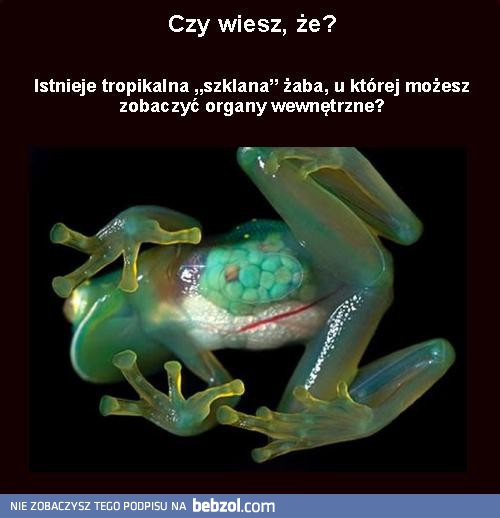 Wiesz, że
