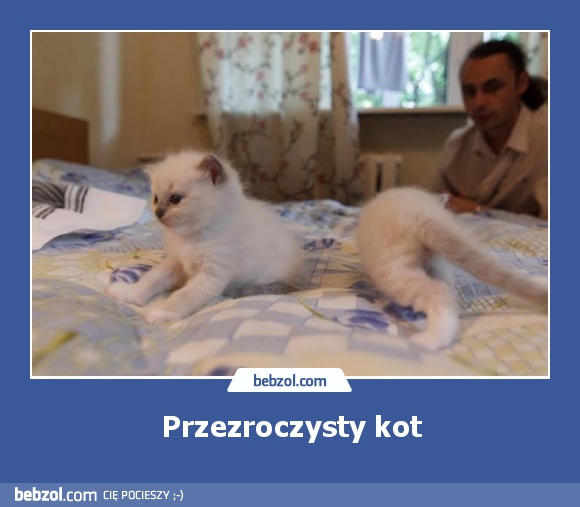 Przezroczysty kot
